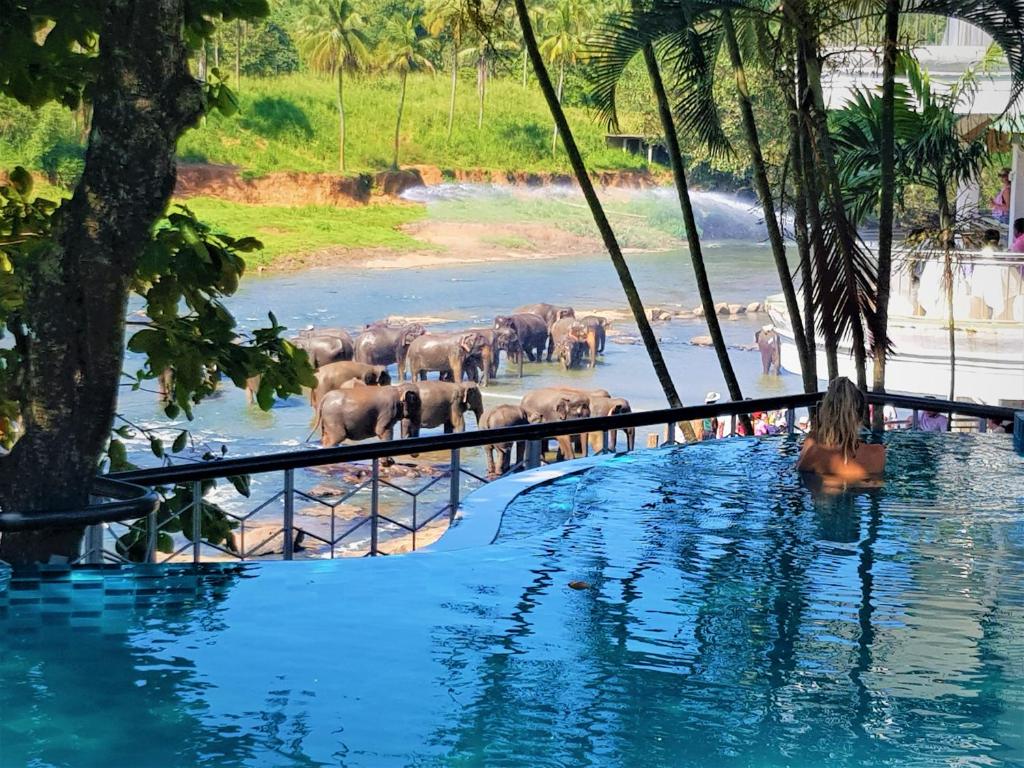 Hotel Elephant Park Pinnawala